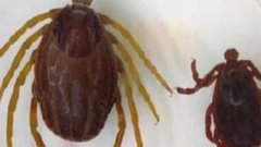 Энтомолог Хряпин рассказал о регионах РФ, страдающих от гигантских клещей