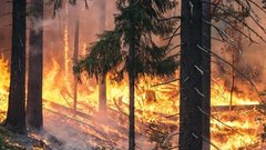 Площадь лесных пожаров в Якутии превысила 440 000 гектаров