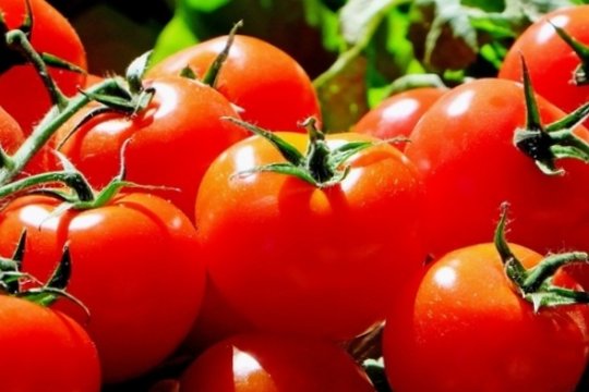 Богатый урожай томатов: советы опытного садовода