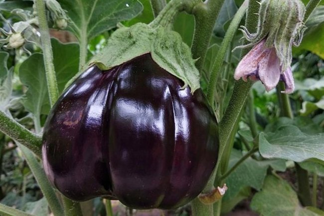 баклажан -рекордсмен