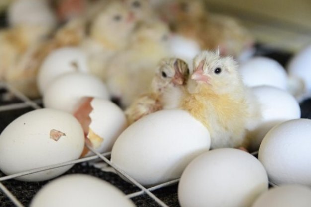 Тюменская птицефабрика приостановила отгрузку яиц из-за вспышки инфекции