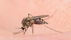Опасности игнорирования симптомов малярии после укуса комара для россиян