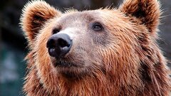 В Бурятии введены ограничения на посещение природоохранных зон из-за медведей