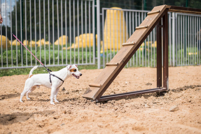В Надыме отремонтируют площадку для выгула собак на ул. Полярная