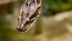 Таксист неожиданно обнаружил в своём автомобиле живого питона