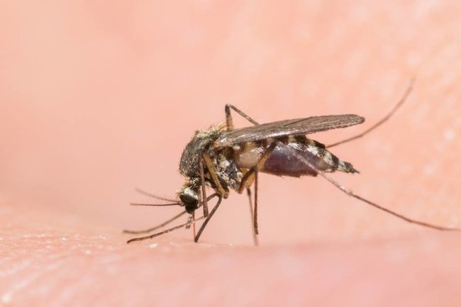 Действенные способы по борьбе с комарами