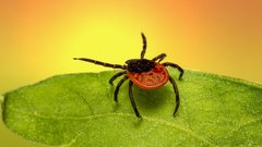 «Ситуация вызывает беспокойство»: В Коми ожидают увеличение числа укусов клещей