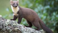 Редкое животное обнаружено в Новой Москве