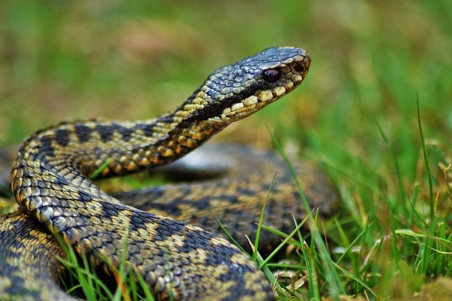 С начала года в Тюменской области от укусов змей пострадали 26 человек
