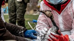 Эколог Пешков: Сложности с ликвидацией нефтяного разлива возле Анапы