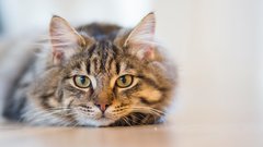 Звезда реалити-шоу поужинала с кошкой из одной миски, вызвав отвращение у зрителей