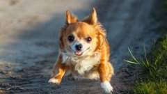 Ветеринары Московского региона оказали помощь чихуахуа, на которую упала огромная бутылка воды