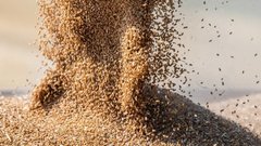 Правительство Ставрополья инициирует запрос на проведение государственных закупок зерна