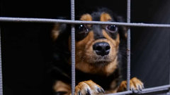 Госдума приняла закон о запрете продажи животных в зоомагазинах