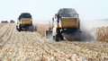 В Краснодарском крае по прогнозам урожай зернобобовых культур составит почти 14 млн тонн