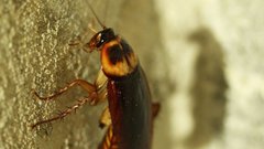 Способы борьбы с тараканами для жителей России