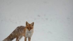 Женщина стала жертвой мошенничества: ей продали лису вместо японского шпица