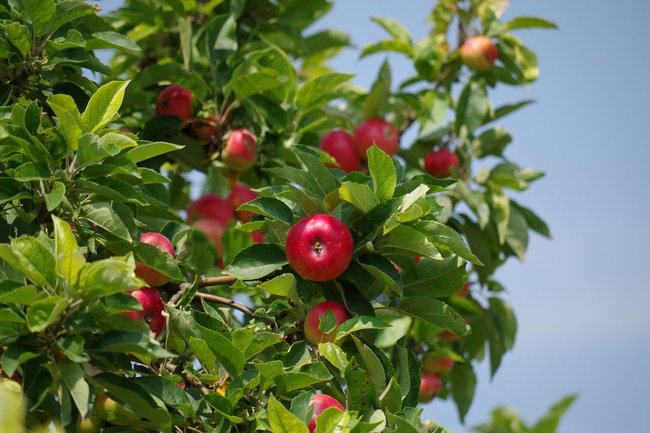Сургутские выпускники высадили собственную аллею яблонь и рябины