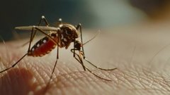 Учёные предостерегают о растущей угрозе малярийного комара