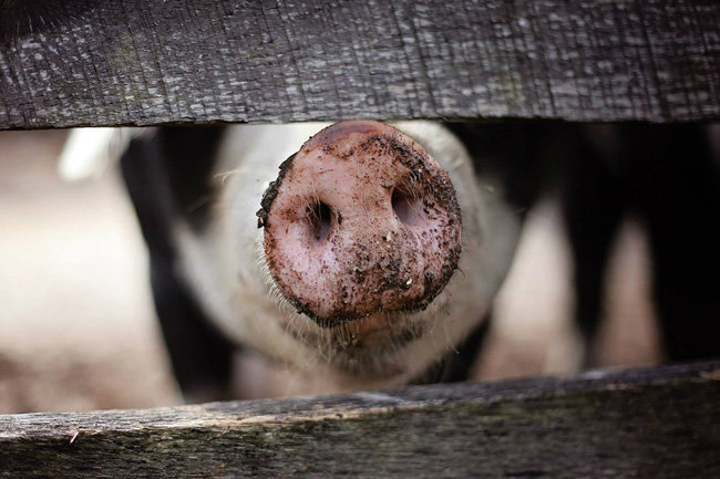 В Чувашии ликвидировали угрозу африканской чумы свиней