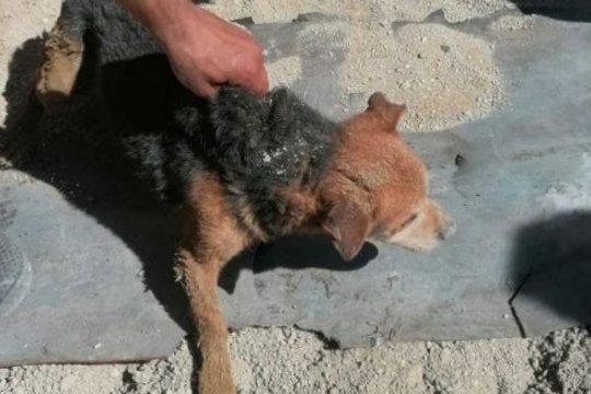 Спасатели Новороссийска вытащили собаку из пробуренной ямы в 2,5 метра