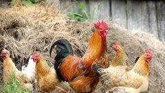 Под Тюменью в феврале начнут восстановление Боровской птицефабрики