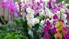 Как ускорить цветение орхидей: ключевые советы для достижения результата