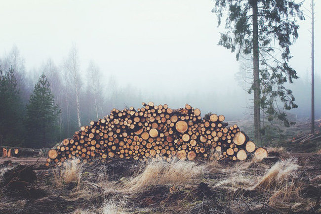 В Нижнетавдинском районе с помощью квадрокоптера пресекли незаконную вырубку леса