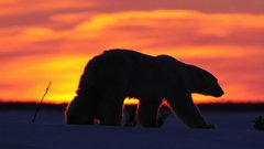 В Канаде сотрудник арктической станции погиб от нападения медведя