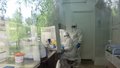 анализ тест коронавирус ковид лаборатория 