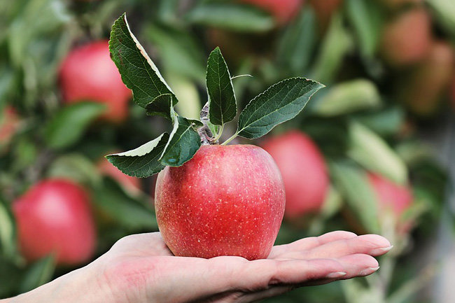 В Тюмени срочно ищут работников по сбору яблок на з/п до 140 тыс. рублей