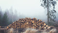 дерево древесина лес вырубка