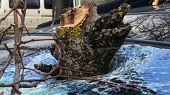 Юрист Воропаев рассказала, как получить компенсацию за повреждение автомобиля из-за упавшего дерева