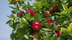Муравьи не захотят приближаться к яблоням: гражданам рассказали, чем нужно обрабатывать дерево