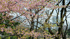 Цветочные бутоны сакуры появились в российском регионе