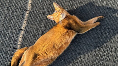 Пять пород кошек, которые выбирают миллионы людей
