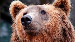 В Пермском крае медведь атаковал школьника