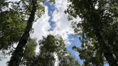 В Подмосковье обнаружили 77-летнего мужчину, блуждавшего в лесу на протяжении пяти дней