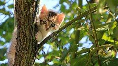 Запрет на разрушение стены ради спасения котенка в России