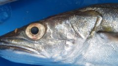 Россия нарастила импорт рыбы из стран НАТО