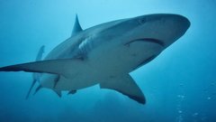 Друзья оказали помощь мальчику после атаки акулы