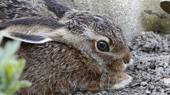 Житель Костромской области спас зайчонка от стаи ворон