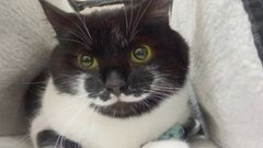 Из зоны СВО был спасён кот по имени Хвост с впечатляющими «гусарскими усами»