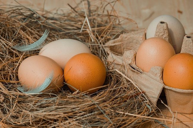 Белоруссия в 2,7 раза нарастила экспорт куриных яиц в Россию