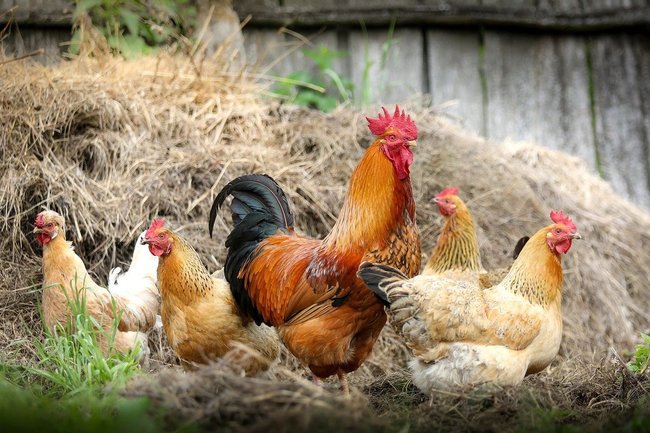 Продукцию тюменской птицефабрики будут экспортировать в страны СНГ