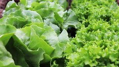 ГК«Белая дача» запустит в Новороссийске производство салатов за 1 млрд рублей