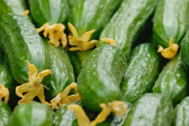 Огурцы - РИА Новости, 1920, 11.02.2026