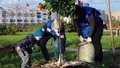 В Череповце объявили грантовый конкурс на озеленение города и помощь животным