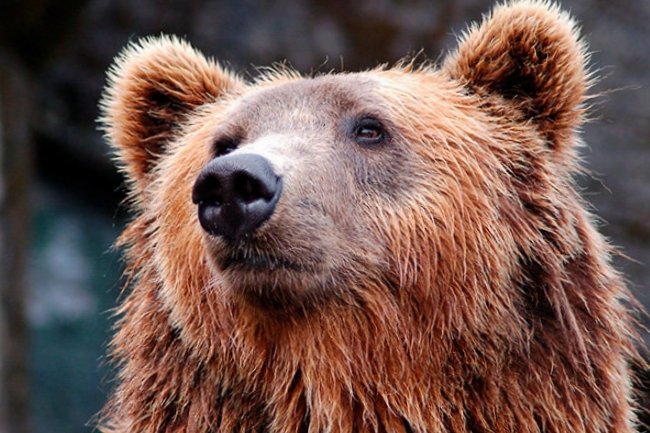 Проснувшийся медведь в ЯНАО инспектирует местность в поисках пропитания