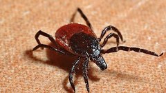 Москвичам посоветовали начать обрабатывать домашних питомцев от клещей